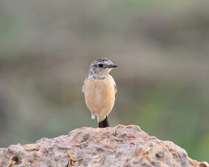 Zitting Cisticola (Cisticola juncidis) on rock in Thailand.