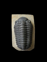 Trilobite fossil specimen image  background