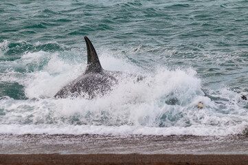 Killer whale hunting sea lions,Peninsula Valdes, Patagonia Argentina