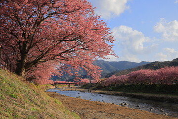 Fototapeta premium 河津桜