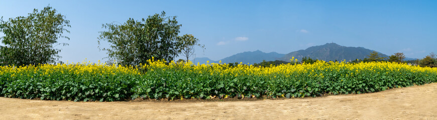 Rape flowers blooming in the spring sun