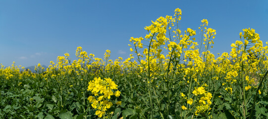 Rape flowers blooming in the spring sun