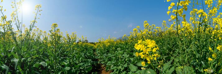Rape flowers blooming in the spring sun