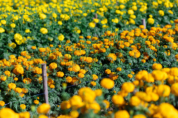 selective focus orange marigolds in the garden because the flowers are in full bloom orange prince The trunk is strong and compact. Bloom at the same time can be planted in any season