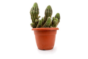 cacti in pot isolated on white