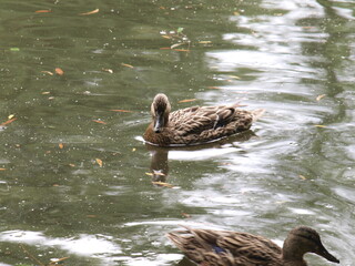 Ptak wodny - krzyżówka - kaczka samica. - 491832442