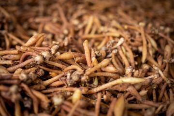 Many Kaempferia on the ground. Kaempferia that grows naturally that villagers in the forest sell. Herbs that have many medicinal properties in Thailand