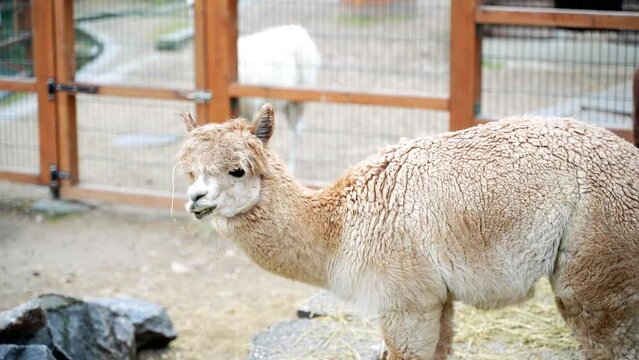 1 the white llama slowly calls and eats food