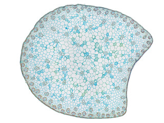 cross section cut slice of plant stem under the microscope – microscopic view of plant cells for...