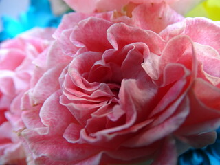 pink roses close up