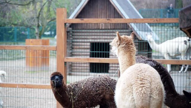 1 two llamas black and brown look at each other