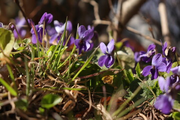 Veilchen Nahaufnahme