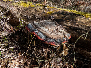 Red Banded Polypore or red-belted conk (Fomitopsis pinicola) is a stem decay fungus common on softwood and hardwood trees. Forest ground - obrazy, fototapety, plakaty