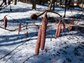 Close-up shot of pink catkins of the hazelnut tree starting to bloom in early spring with white snow in the background. Hazelnuts in bloom