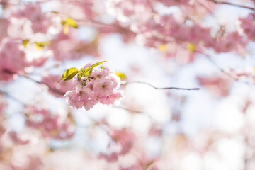 Banner. Cherry blossoms. Spring, nature wallpaper. Sakura in the Japanese garden. Blooming rosebuds on the branches of a tree. Macro photography.