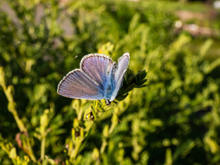 Close-up of the adult common blue butterfly or European common blue (Polyommatus icarus) sitting on a grass stem surrounded with vegetation
