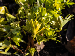 Obraz premium Macro shot of buds of winter aconite (Eranthis hyemalis) 'Flore Pleno', a variation with fully double yellow flowers, emerging from the ground in early spring in bright sunlight