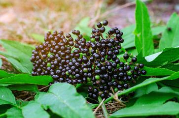 Top view of bright ripe black berries of black elderberry, plucked from the bush. Harvesting of medicinal plants. Coronavirus treatment.
