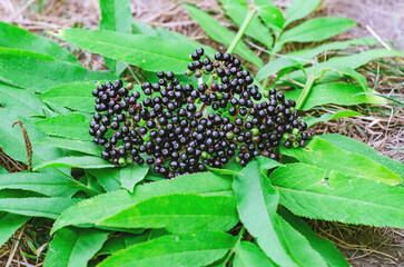 Bright ripe black berries of black elderberry, plucked from the bush. Harvesting of medicinal...