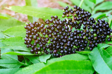 Top view of bright ripe black berries of black elderberry, plucked from the bush. Harvesting of medicinal plants. Coronavirus treatment.
