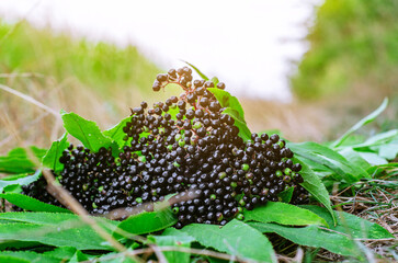 Top view of bright ripe black berries of black elderberry, plucked from the bush. Harvesting of medicinal plants. Coronavirus treatment.