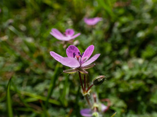 Macro shot of the bright pink flower - the common stork's-bill, redstem filaree, redstem stork's bill or pinweed (Erodium cicutarium) bloomin in summer in sunlight