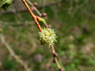 Close-up shot of the pink young female cones of the Japanese larch (Larix kaempferi) appearing in early spring on branches