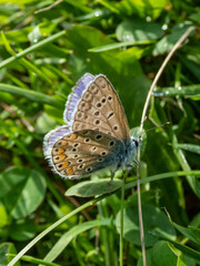 Close-up of the adult common blue butterfly or European common blue (Polyommatus icarus) with...