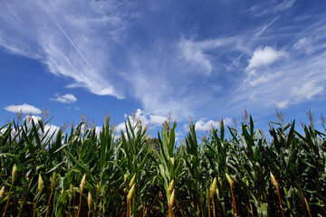 Fototapeta premium corn crop - agriculture concept - work on the farm