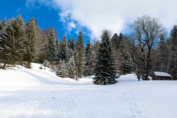 Winter snowy mountain slope, fir trees on the mountain top with beautiful blue sky and sunshine. Spectacular winter natural landscape for vacation and hiking trips. Aussee, Austria