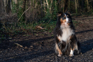 Sheltie in the Woods