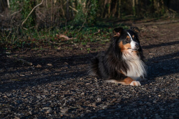 Sheltie in the Woods