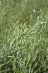 Closeup shot of a bunch of mustard seeds