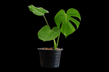 monstera pot plants flowers flowers rainy season room hotel interior beautiful fresh trees wood flowers wooden table office nature beadroom