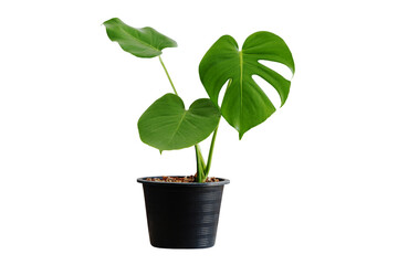 monstera vase plants flowers flowers rainy season room hotel interior beautiful fresh trees wood flowers wooden table office nature beadroom