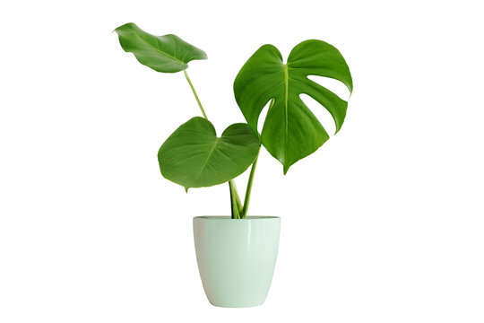 Monstera has three leaves. in a white pot, Monstera die cut on a white background with line path