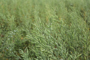 Unripe mustard seeds in the mustard field