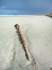 Goose barnacles, stalked barnacles, gooseneck barnacles on wooden post on beach in Ireland