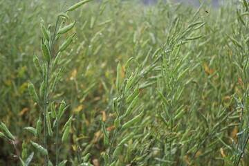 Unripe mustard seeds in the mustard field