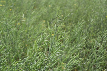 Unripe mustard seeds in the mustard field