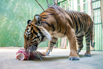 Obraz premium The Sumatran tiger (Panthera tigris sumatrae) eats meat in captivity.