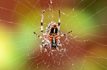 spider on web macro
