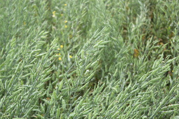 Unripe mustard seeds in the mustard field