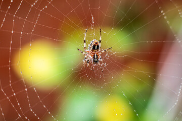 Spider