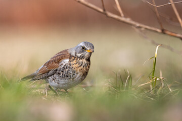 Thrush looking at the camera. - obrazy, fototapety, plakaty