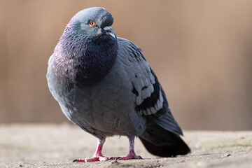Portrait of a pigeon, warm background, city bird. © Faful