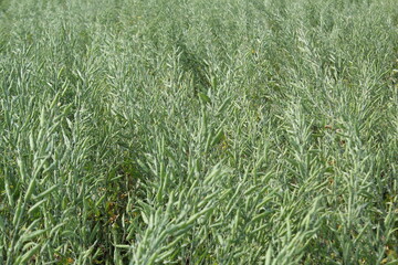 Unripe green mustard seeds in the full of mustard field