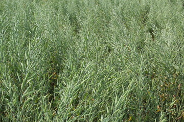 Unripe green mustard seeds in the full of mustard field