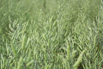 Unripe green mustard seeds in the full of mustard field