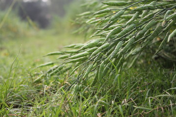 Closeup shot of unripe mustard seeds in the mustard plants